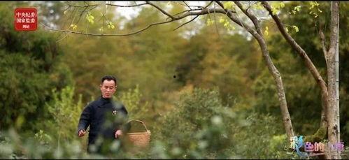 一片树叶爆料视频大全,视频大全带你探索自然奥秘 第1张 一片树叶爆料视频大全,视频大全带你探索自然奥秘 第1张